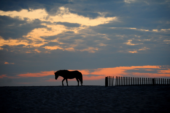Assateague Island MD