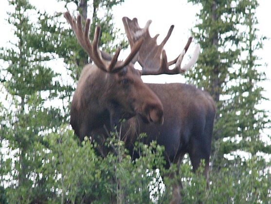 Denali