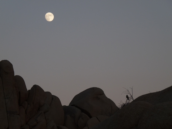 Joshua Tree National Park