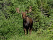 Moose