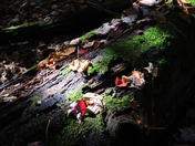 Cuyahoga National Park