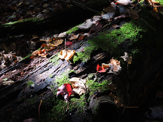 Cuyahoga National Park