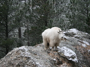 Black Hills National Forest