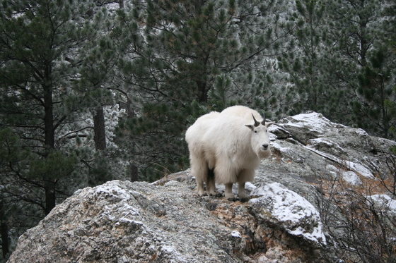 Black Hills National Forest