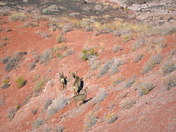 Petrified Forest National Park