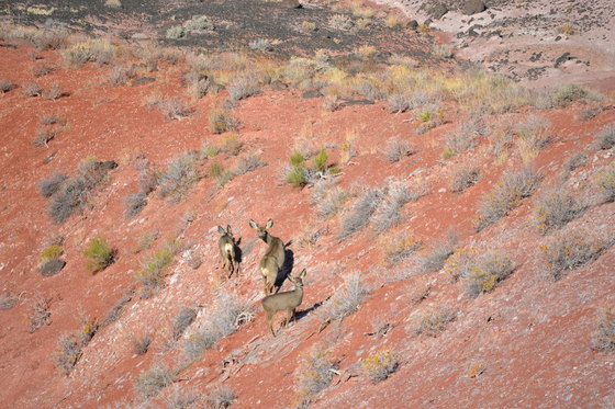 Petrified Forest National Park