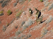 Petrified Forest National Park