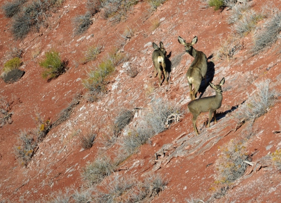Petrified Forest National Park