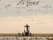 Snow Geese and Pump Jack