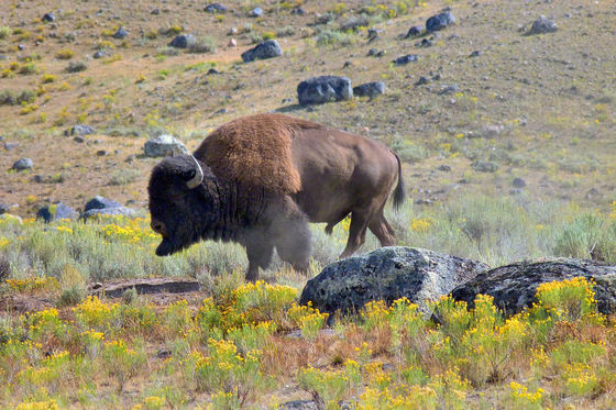 Yellowstone National Park