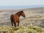 Bureau of Land Management, Rock Springs Management Area