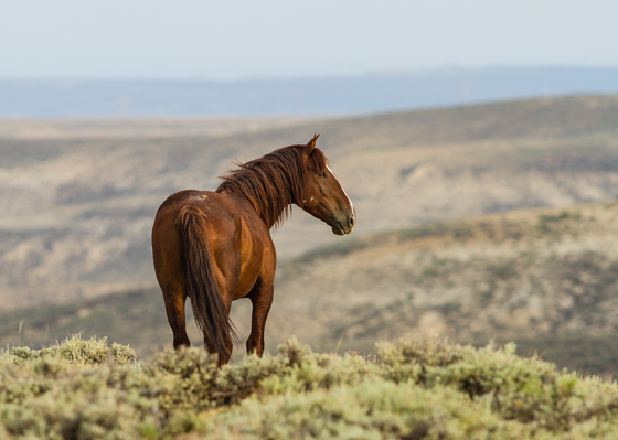 Bureau of Land Management, Rock Springs Management Area