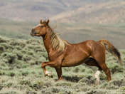 Bureau of Land Management, Rock Springs Management Area