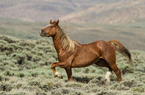 Bureau of Land Management, Rock Springs Management Area