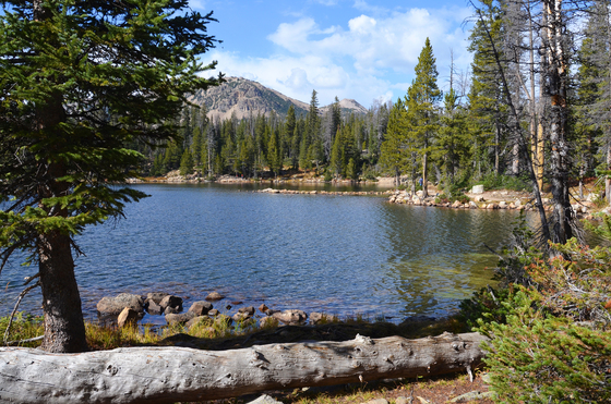 Uinta National Forest