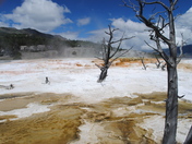 yellowstone 