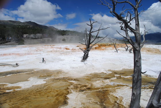 yellowstone 