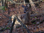 Great Smoky Mountains National Park