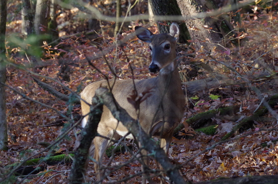 Great Smoky Mountains National Park