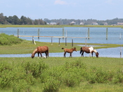 Assateague Island National Seashore