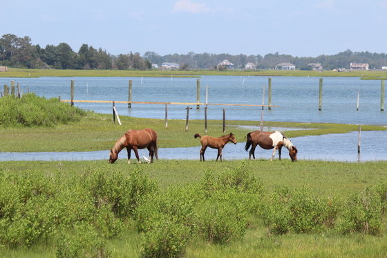 Assateague Island National Seashore