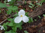"Trillium"