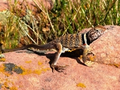 Zion National Park