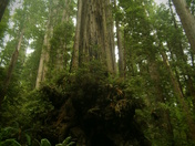 National Redwood Forest