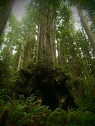 National Redwood Forest