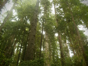 National Redwood Forest