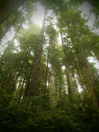 National Redwood Forest