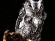 Dramatic Screech Owl