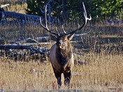 Yellowstone NP