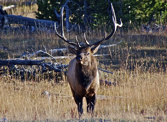 Yellowstone NP
