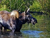 Grand Teton 