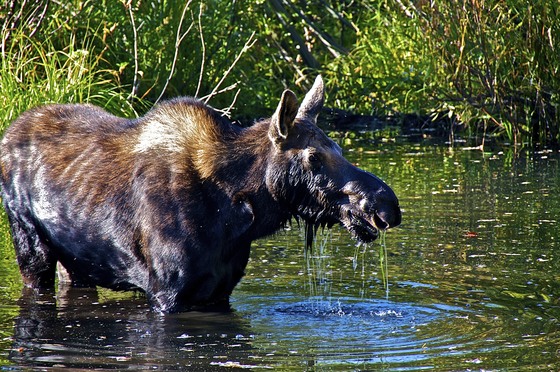 Grand Teton 