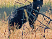 Lee metcalf national WIldlife Refuge
