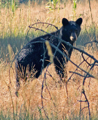 Lee metcalf national WIldlife Refuge