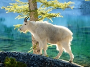 Wenatchee National Forest