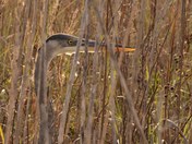 BIG CYPRESSNATIONAL PRESERVE