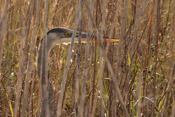 BIG CYPRESSNATIONAL PRESERVE