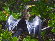 Ding Darling National Wildlife Refuge