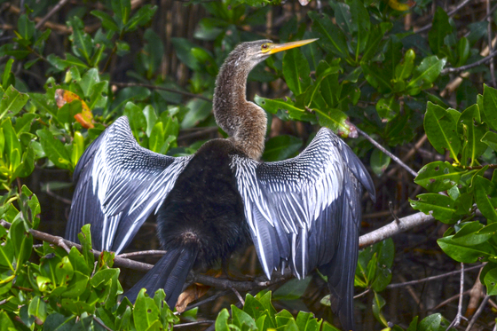 Ding Darling National Wildlife Refuge