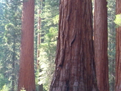 Yosemite National Park