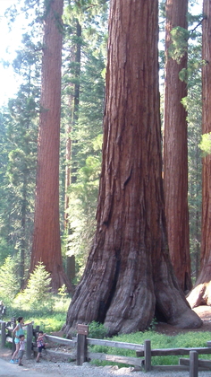 Yosemite National Park