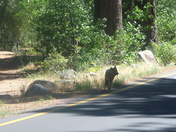Yosemite