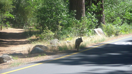 Yosemite