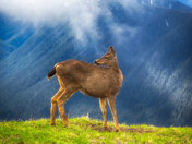 Olympic National Park