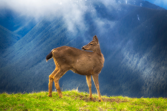 Olympic National Park
