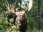 Grand Tetons National Park